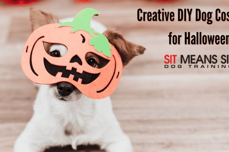 Creative DIY Dog Costumes for Halloween