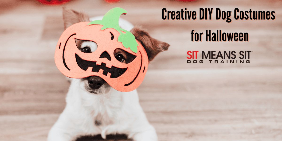 Creative DIY Dog Costumes for Halloween