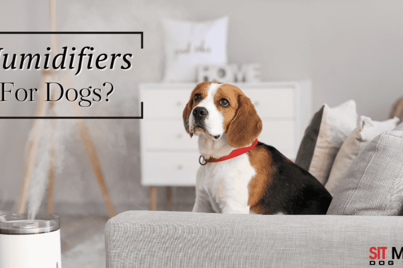 Do Dogs Benefit from Humidifiers?