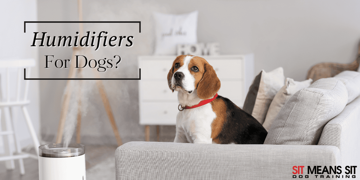 Do Dogs Benefit from Humidifiers?