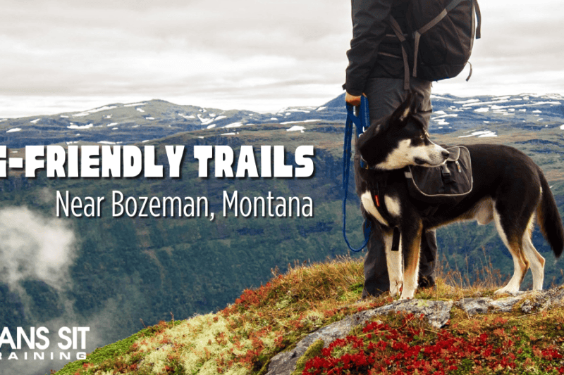 Dog-Friendly Hiking Trails Near Bozeman, Montana