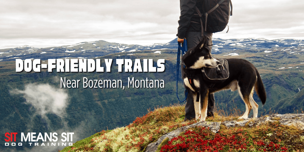 Dog-Friendly Hiking Trails Near Bozeman, Montana