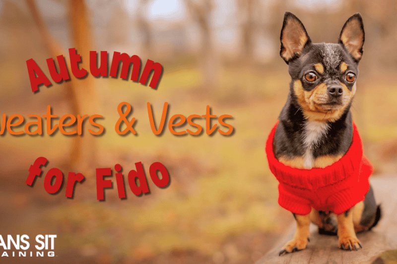 Festive Fall Sweaters & Vests for Fido