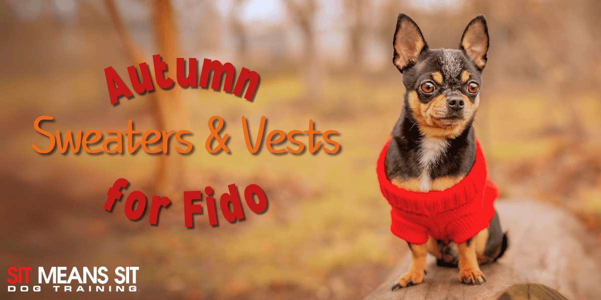 Festive Fall Sweaters & Vests for Fido