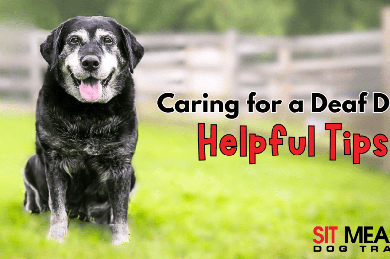Helpful Tips for Caring for a Deaf Dog
