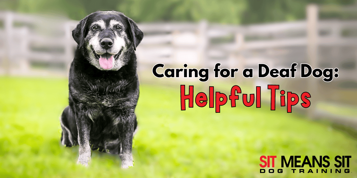 Helpful Tips for Caring for a Deaf Dog