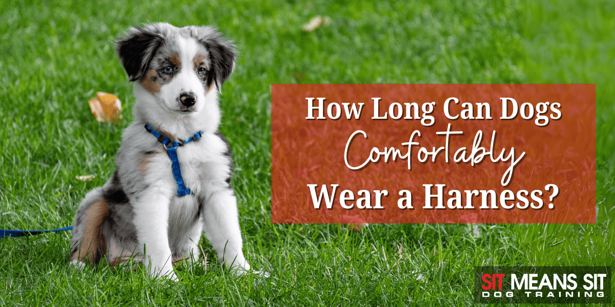 How Long Can My Dog Comfortably Wear a Harness?