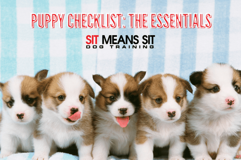 New Puppy Checklist: Essentials for Your New Pup