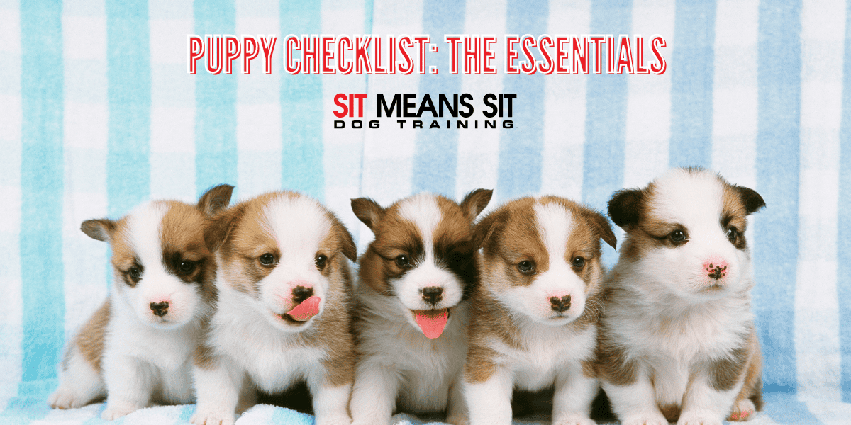 New Puppy Checklist: Essentials for Your New Pup