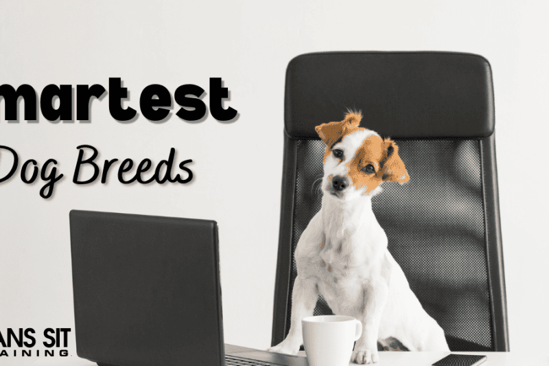 Which Dog Breeds are Known as the Smartest?