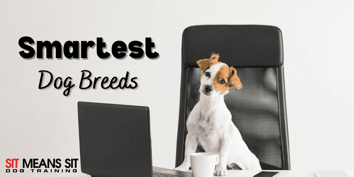 Which Dog Breeds are Known as the Smartest?