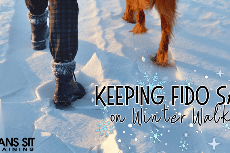 Winter Walks: Keeping Your Dog Safe in Snow and Ice